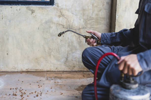 Best Local Pest Control Services  in Pine Castle, FL